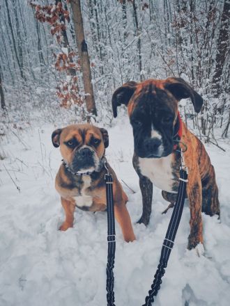 Liebevolle englische bulldogge