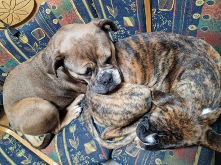 Liebevolle englische bulldogge