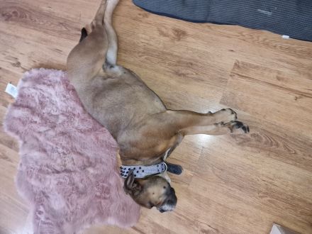 Liebevolle englische bulldogge