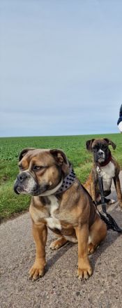 Liebevolle englische bulldogge