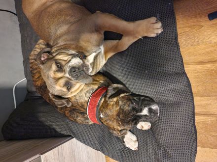 Liebevolle englische bulldogge