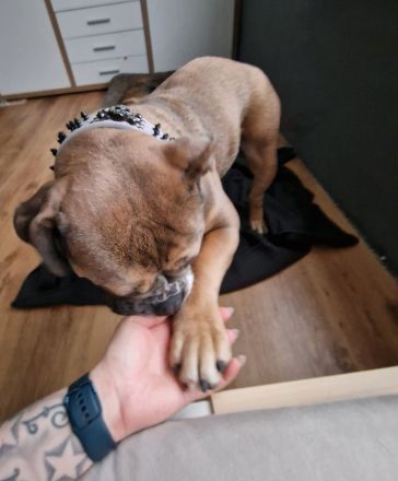 Liebevolle englische bulldogge