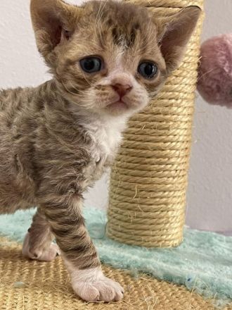 Wundervolle Devon Rex Kitten
