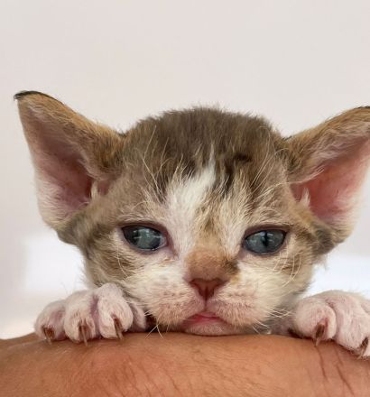 Wundervolle Devon Rex Kitten