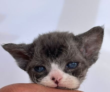 Wundervolle Devon Rex Kitten