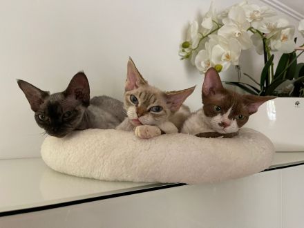 Wundervolle Devon Rex Kitten