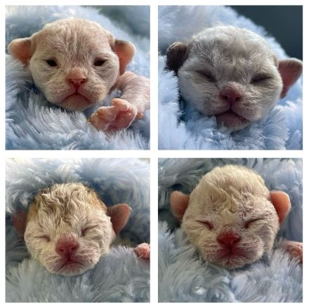 Wundervolle Devon Rex Kitten