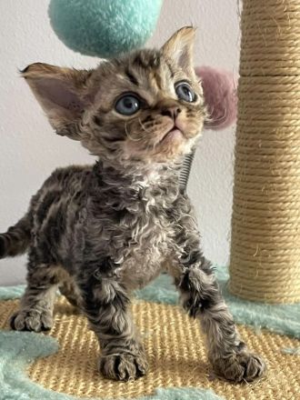 Wundervolle Devon Rex Kitten