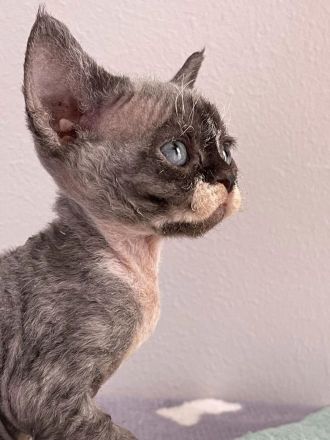 Wundervolle Devon Rex Kitten