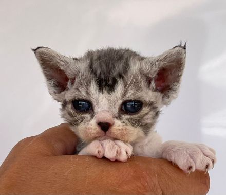 Wundervolle Devon Rex Kitten