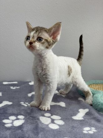 Wundervolle Devon Rex Kitten