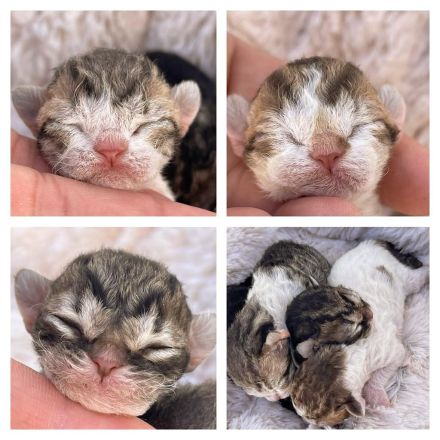 Wundervolle Devon Rex Kitten