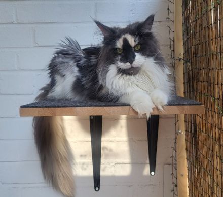 Cattery of Odins Giant Lions