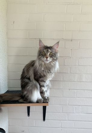 Cattery of Odins Giant Lions