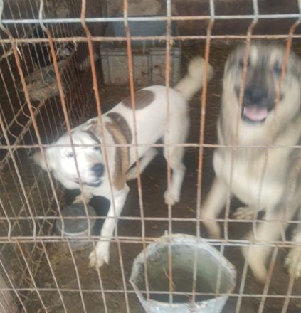 Das Tierheim mit 700 Hunden ist übervoll. Wir versuchen ein paar Hunde da zu retten. Wir suchen ein