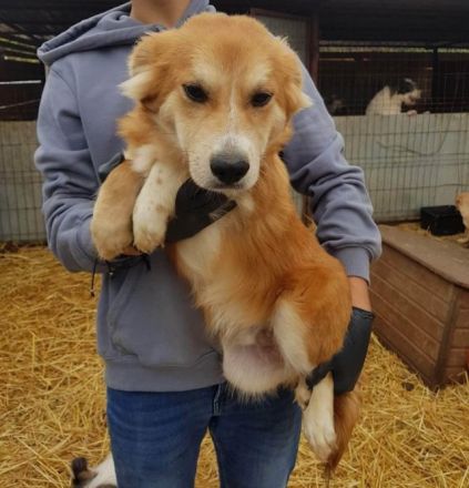 Das Tierheim mit 700 Hunden ist übervoll. Wir versuchen ein paar Hunde da zu retten. Wir suchen ein