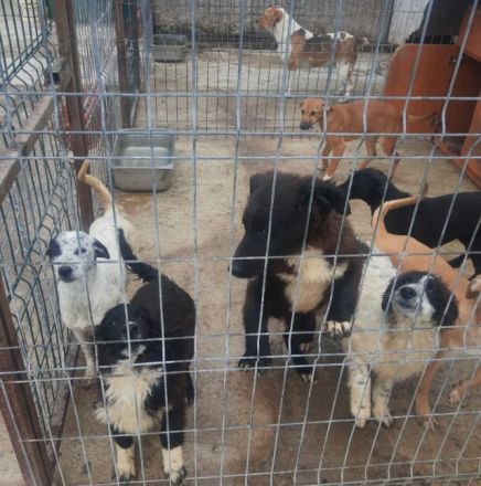 Das Tierheim mit 700 Hunden ist übervoll. Wir versuchen ein paar Hunde da zu retten. Wir suchen ein