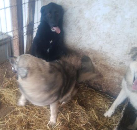 Das Tierheim mit 700 Hunden ist übervoll. Wir versuchen ein paar Hunde da zu retten. Wir suchen ein