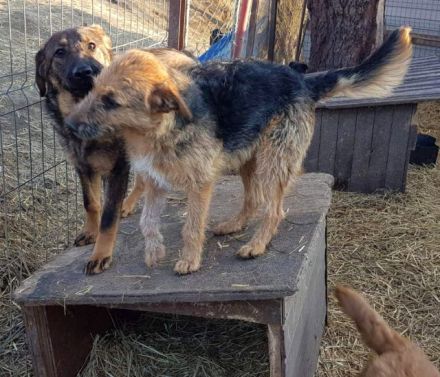 Das Tierheim mit 700 Hunden ist übervoll. Wir versuchen ein paar Hunde da zu retten. Wir suchen ein