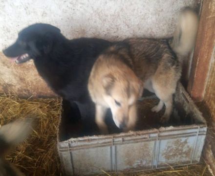 Das Tierheim mit 700 Hunden ist übervoll. Wir versuchen ein paar Hunde da zu retten. Wir suchen ein