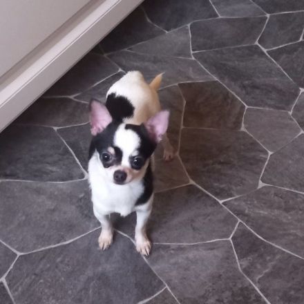 Charli - kleine Tornado