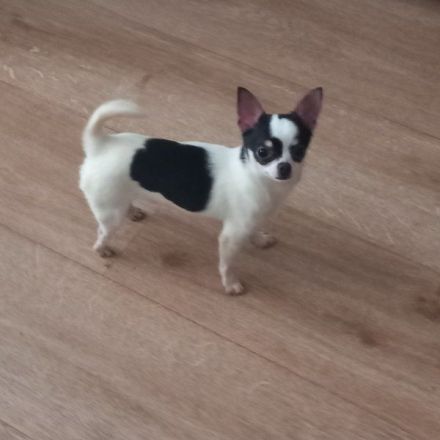 Charli - kleine Tornado