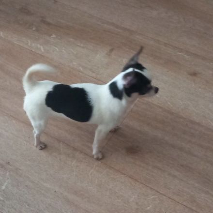 Charli - kleine Tornado