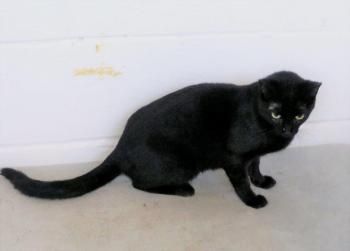 Wanda, Katzenerfahrung erwünscht