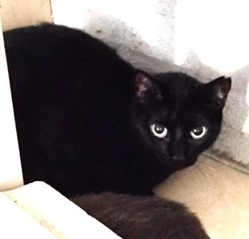 Wanda, Katzenerfahrung erwünscht