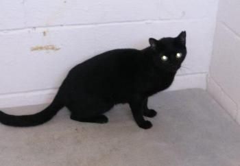 Wanda, Katzenerfahrung erwünscht