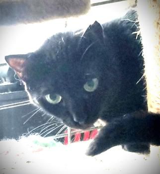 Wanda, Katzenerfahrung erwünscht