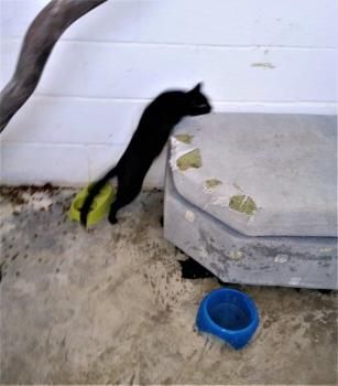 Wanda, Katzenerfahrung erwünscht