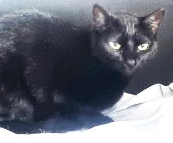 Wanda, Katzenerfahrung erwünscht