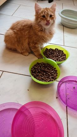 Sibirische Kitten mit Papiere zu verkaufen