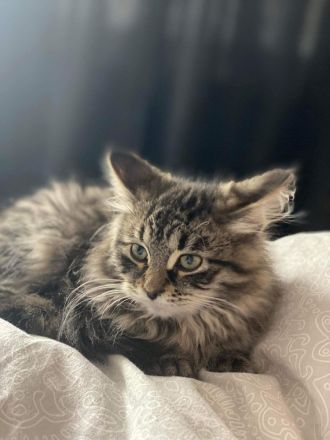 Sibirische Kitten mit Papiere zu verkaufen