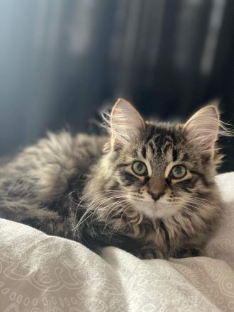 Sibirische Kitten mit Papiere zu verkaufen