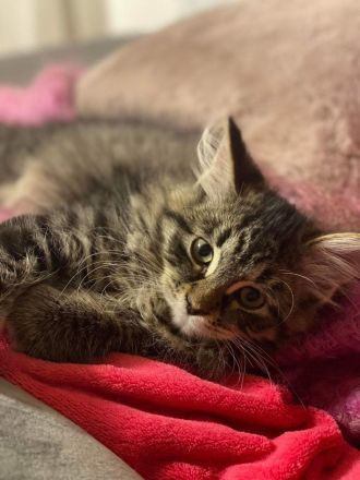 Sibirische Kitten mit Papiere zu verkaufen