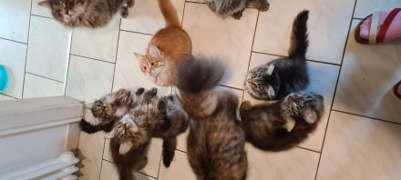 Sibirische Kitten mit Papiere zu verkaufen