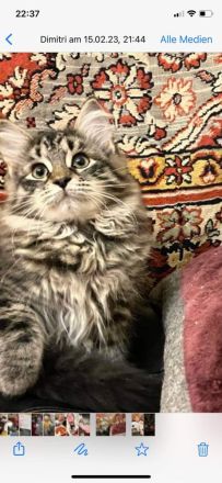 Sibirische Kitten mit Papiere zu verkaufen