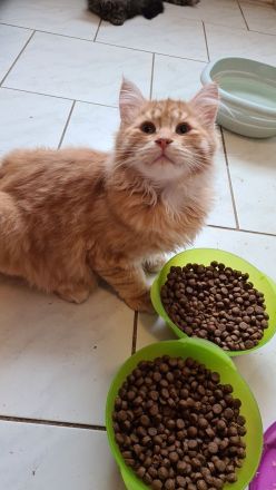 Sibirische Kitten mit Papiere zu verkaufen