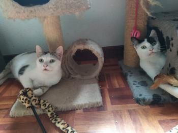 Lola und Lily, fast zahnlos