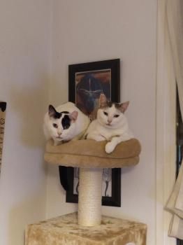 Lola und Lily, fast zahnlos