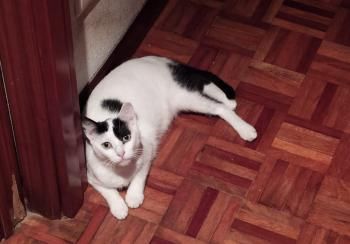 Lola und Lily, fast zahnlos