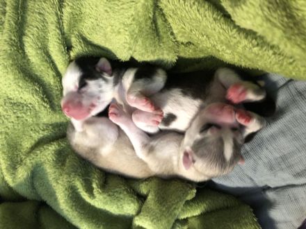 Siberian Husky Welpen