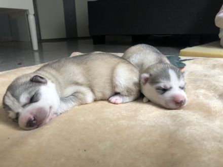 Siberian Husky Welpen
