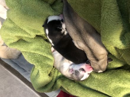 Siberian Husky Welpen