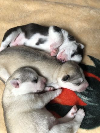 Siberian Husky Welpen