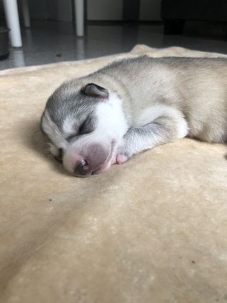 Siberian Husky Welpen