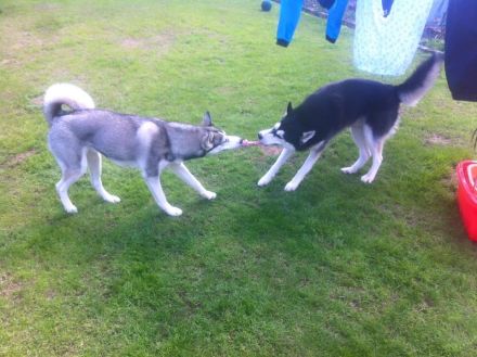 Siberian Husky Welpen