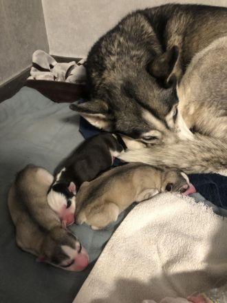 Siberian Husky Welpen